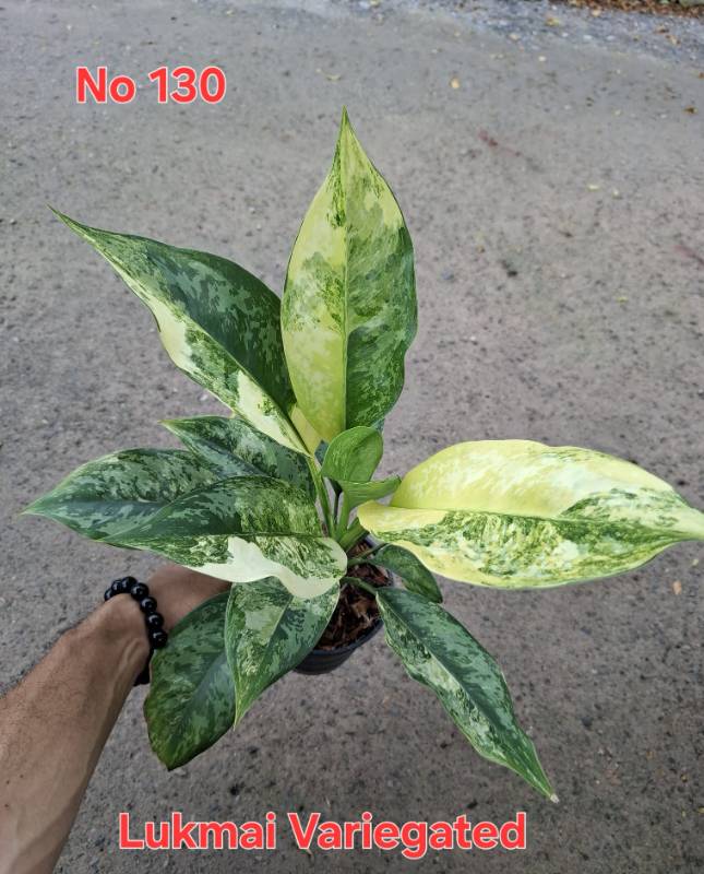 Аглаонема 130 Aglaonema Lukmai variegated