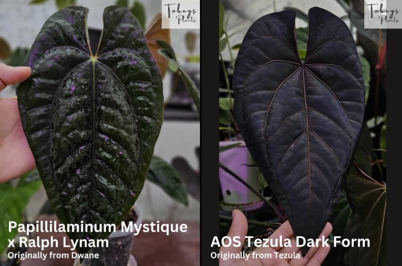 Антуриум TP26 Anthurium (Papillilaminum Mystique x RL) X AOS Tezula