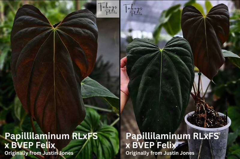 Антуриум TP29 Anthurium (Papi RLFS x BVEP Felix) X Self