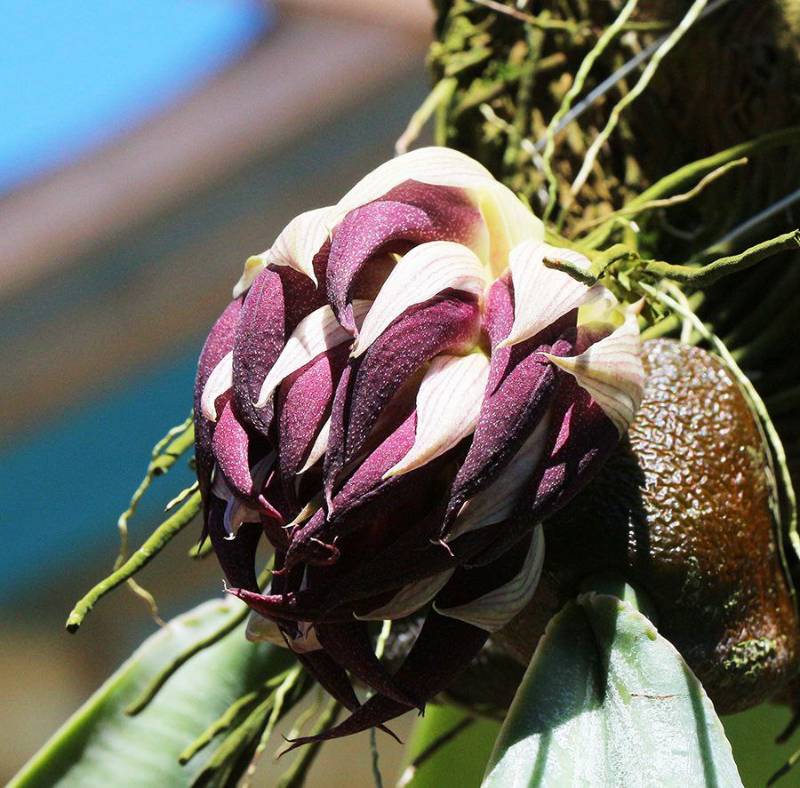 Орхидея FS17 Bulbophyllum fletcherianum