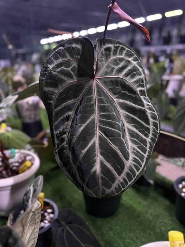 Антуриум 4G13 Anthurium (Crystallinum Select Large53 X Angela35) X Self