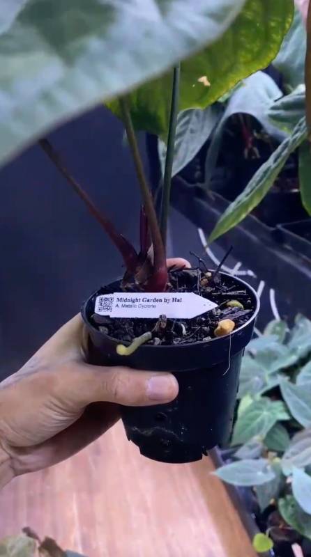 Антуриум §§81 Anthurium Metallic Cyclone