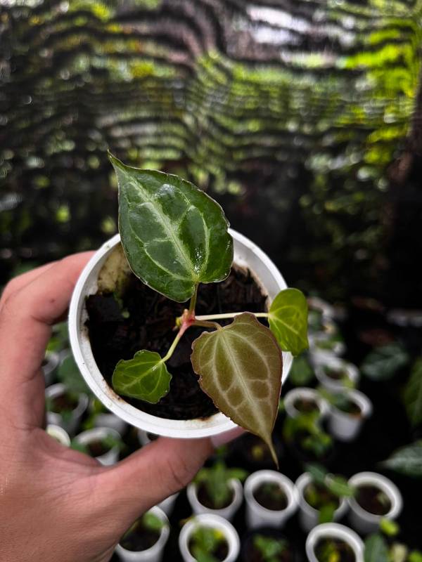 Антуриум AA16 Anthurium Boogie S
