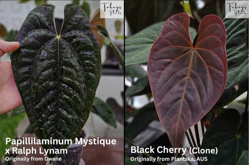 Антуриум TP12 Anthurium (Papillilaminum Mystique X RL) X Black Cherry