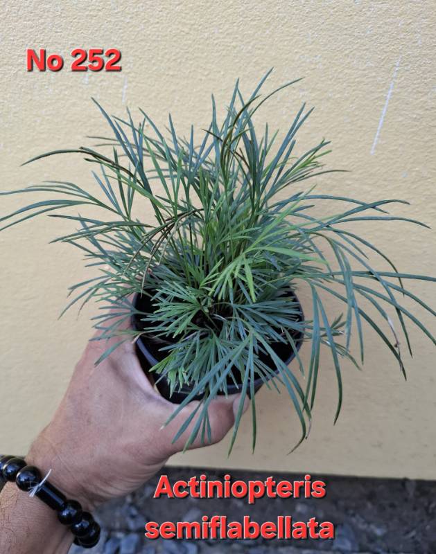 Папоротник 252 Actiniopteris semiflabellata