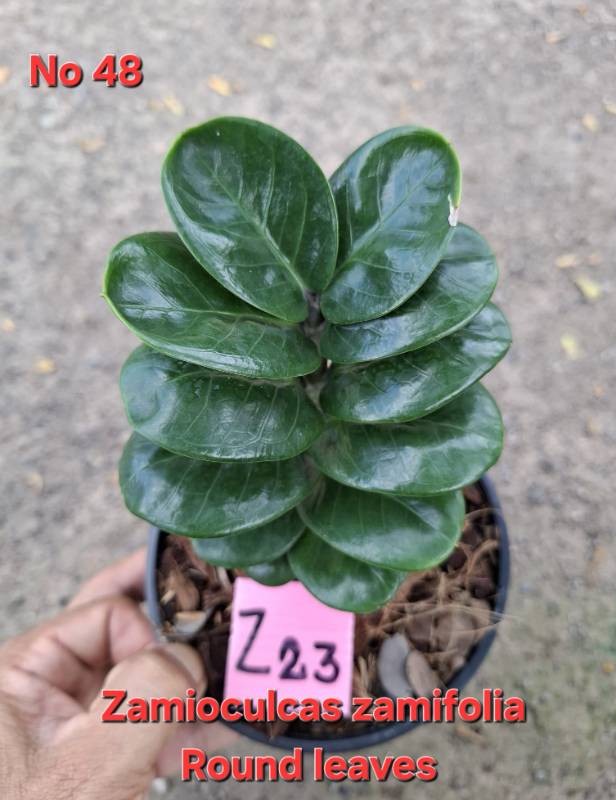 Замиокулькас 48 Zamioculcas Round Leaves Z23