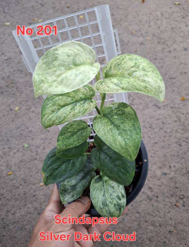 Сциндапсус 201 Scindapsus Silver Dark Cloud