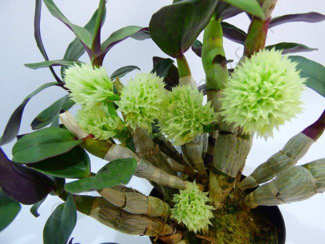 Орхидея FS137 Dendrobium capituliflorum