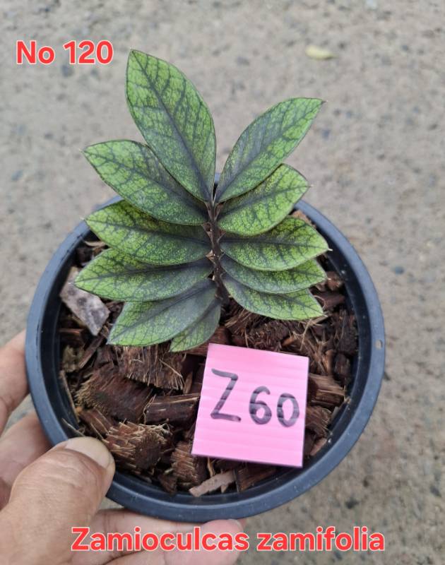 Замиокулькас 120 Zamioculcas zamifolia Z60