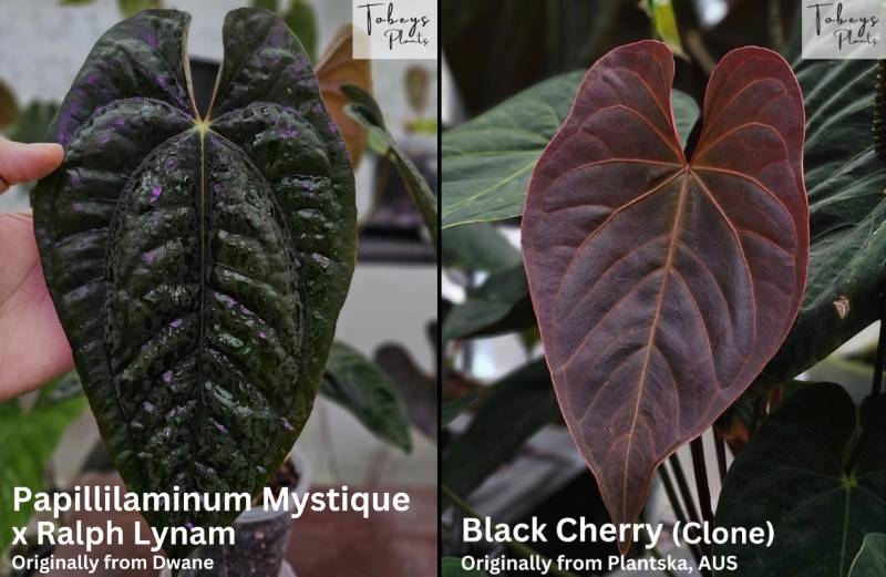 Антуриум 4T24 Anthurium (Papillilaminum Mystique X RL) X Black Cherry
