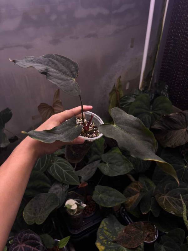 Антуриум §§75 Anthurium RL Self from Dwane