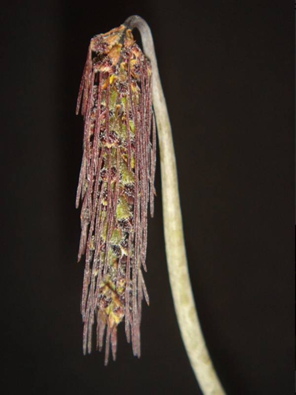 Орхидея FS26 Bulbophyllum lemniscatoides