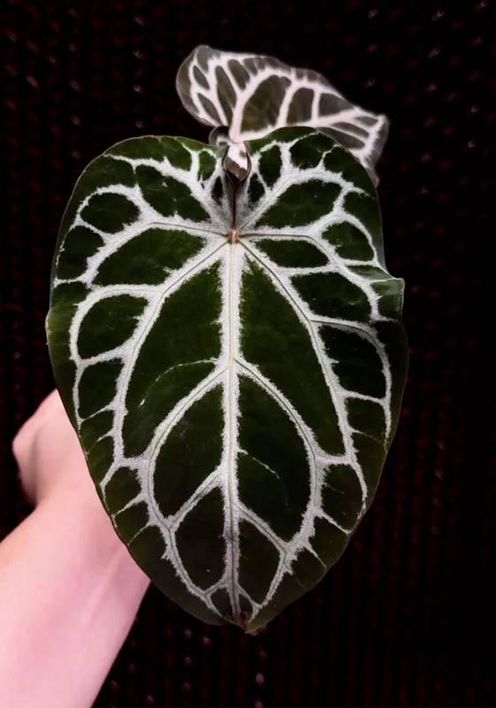 Антуриум §§90 Anthurium Chocolate x RC Clone