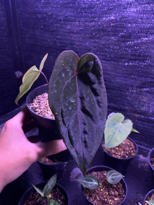 Антуриум §§89 Anthurium Red Spider X RVDP