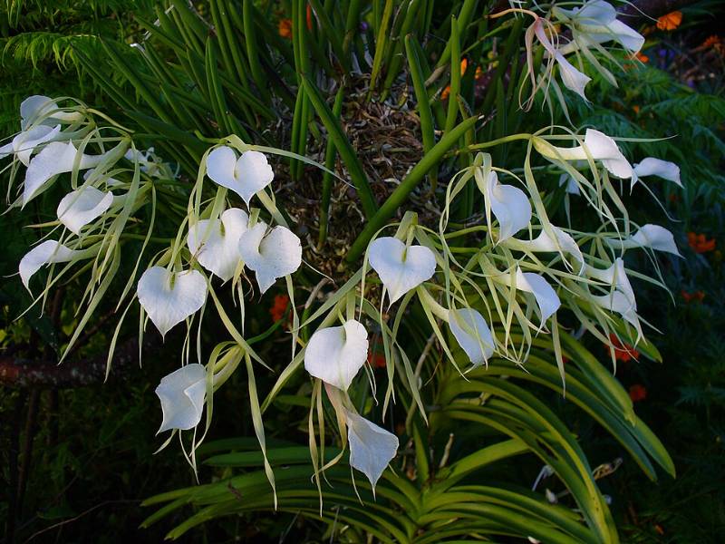 Орхидея O08 Brassavola nodosa