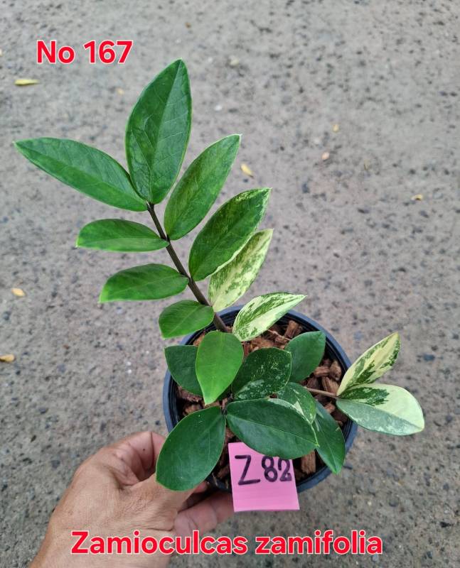 Замиокулькас 167 Zamioculcas zamifolia Z82