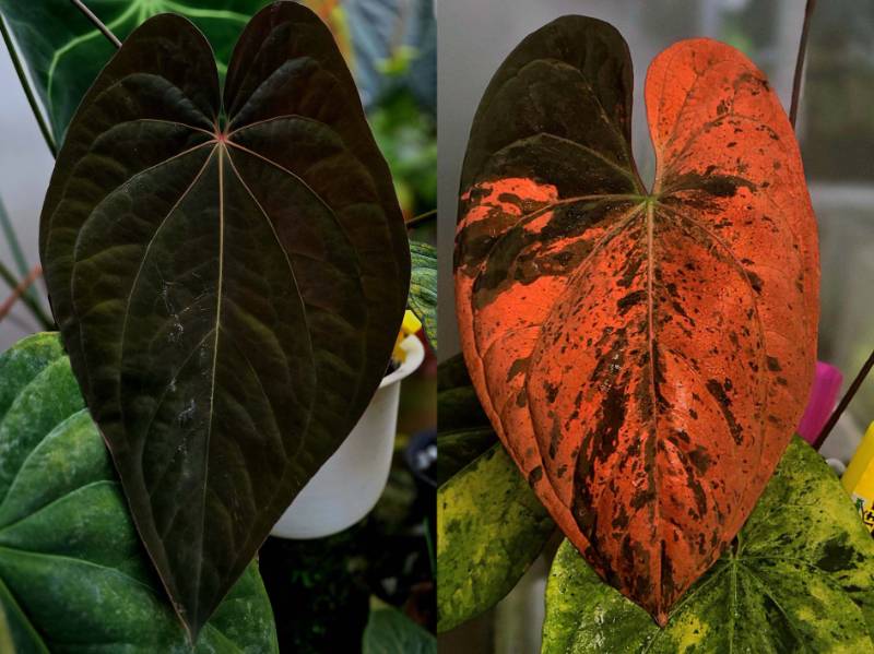 Антуриум G17 Anthurium (Antolakii X RVDP) X RVDP var