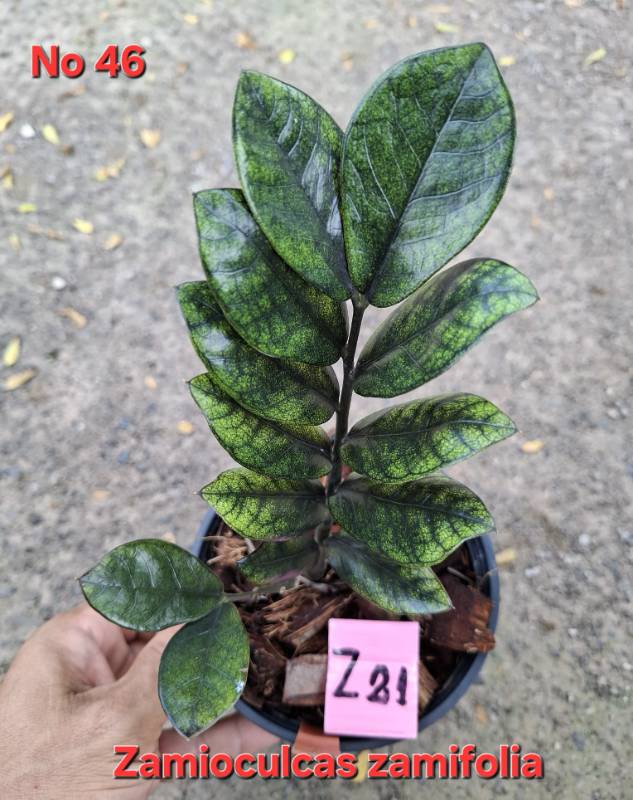 Замиокулькас 46 Zamioculcas zamifolia Z21