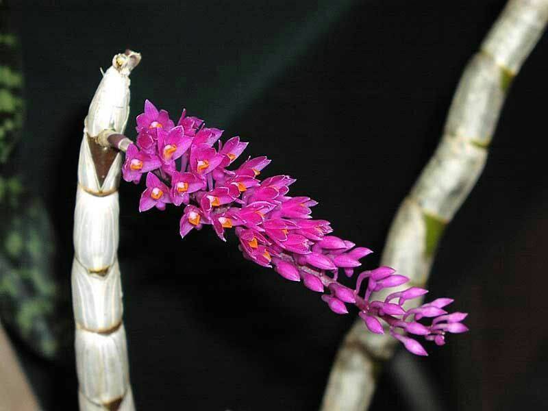 Орхидея FS87 Dendrobium secundum