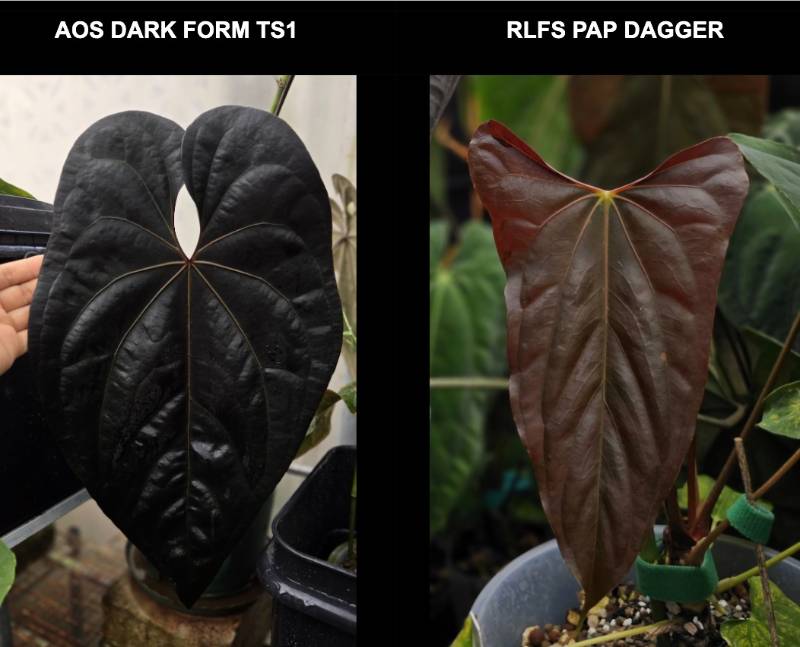 Антуриум TP57 Anthurium AOS Dark Form TS1 X Papiillilaminum RLFS Dagger