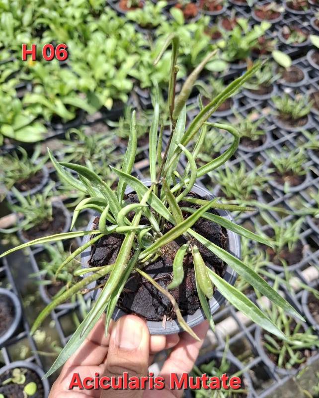 Хойя H06 Hoya acicularis mutate