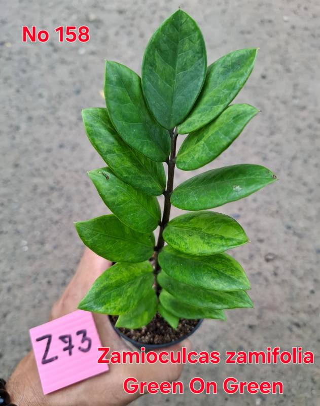 Замиокулькас 158 Zamioculcas zamifolia Green on Green Z73