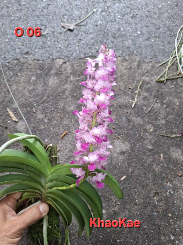 Орхидея O06 Rhynchostylis coelestis pink