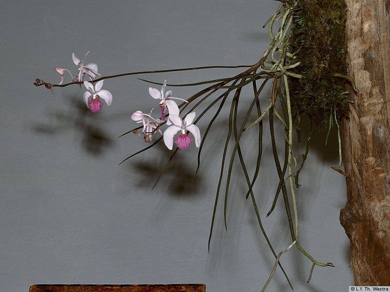 Орхидея FS102 Holcoglossum kimballianum