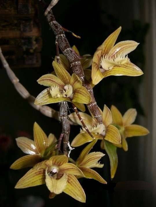 Орхидея FS89 Dendrobium serratilabium