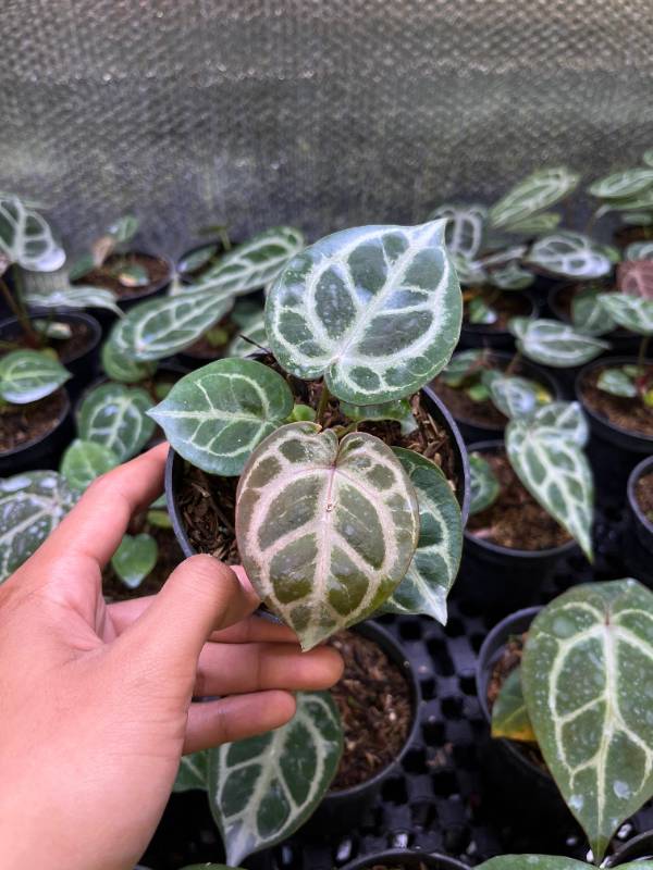 Антуриум §§34 Anthurium Tiger Red S