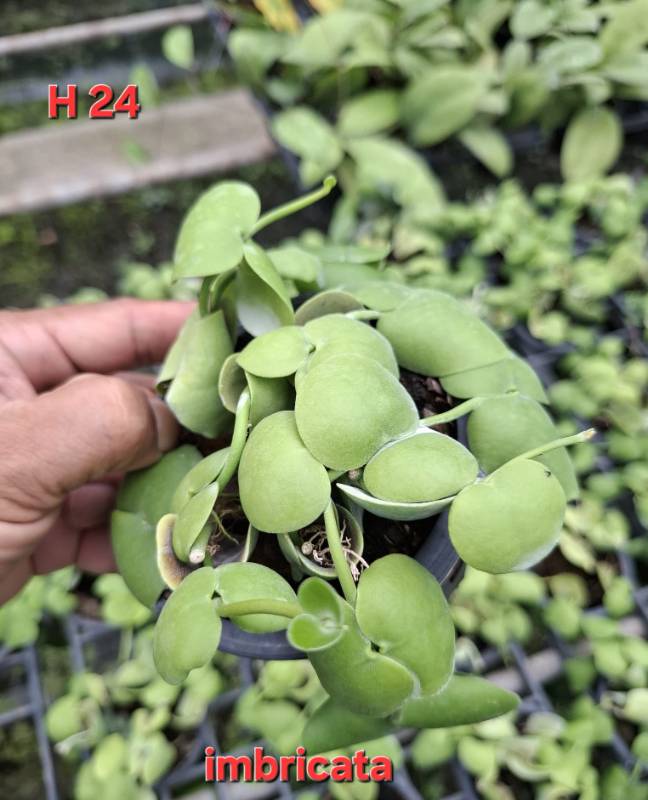 Хойя H24 Hoya imbricata