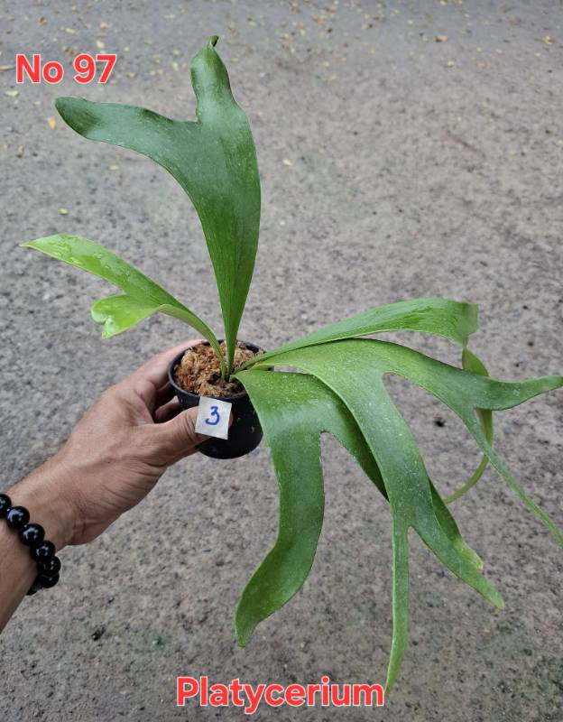 Папоротник 97 Platycerium sp