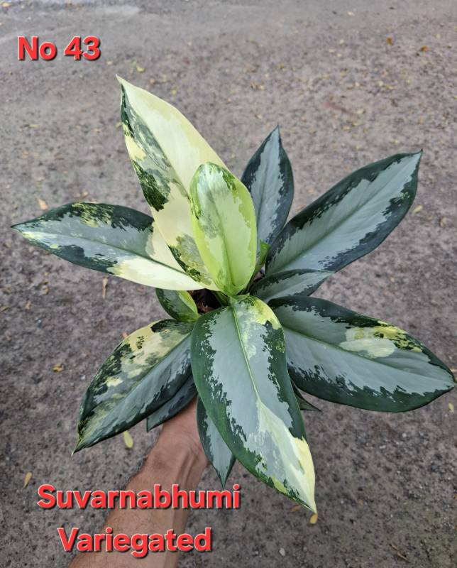 Аглаонема 43 Aglaonema Suvarnabhumi