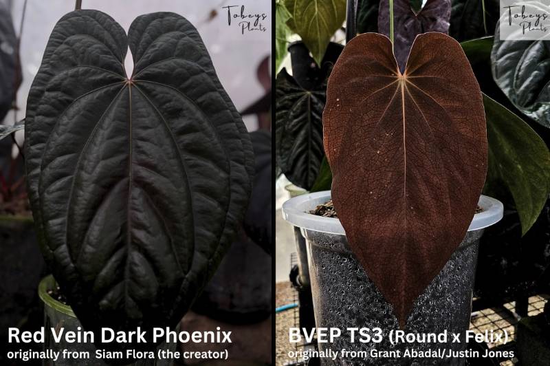 Антуриум 4T20 Anthurium RVDP X Antolakii (BVEP) TS3