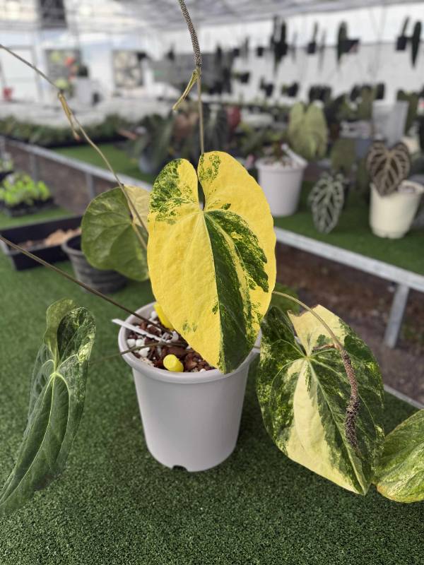 Антуриум G41 Anthurium Papillilaminum variegated X self