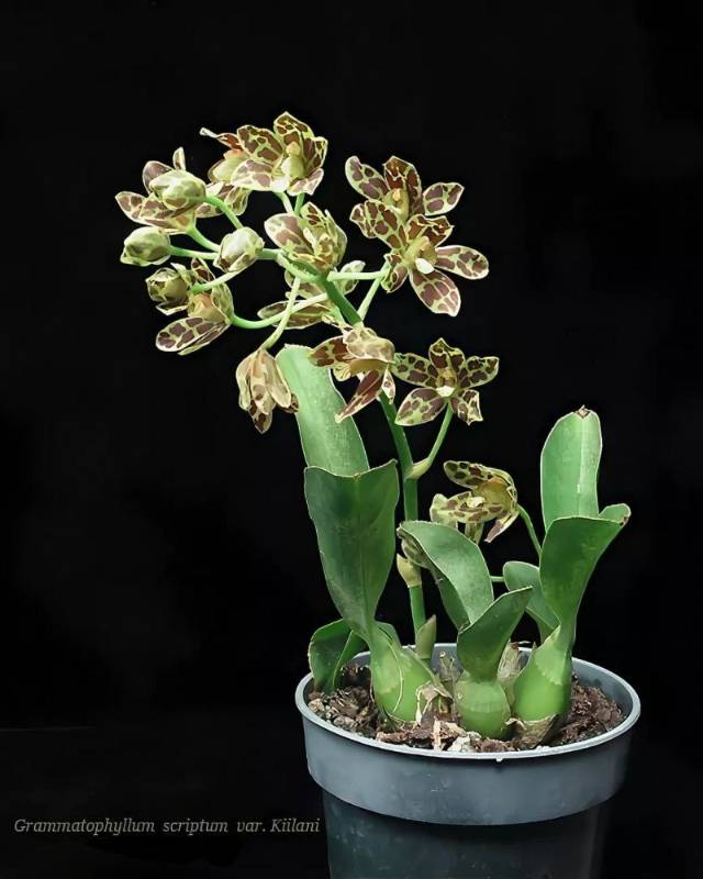 Орхидея FS97 Grammatophyllum scriptum var. kiilani
