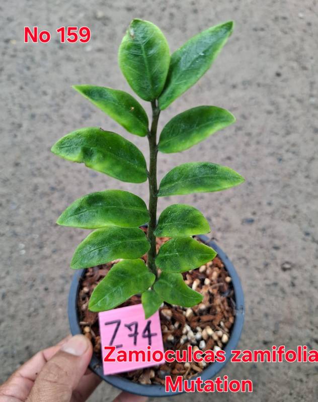 Замиокулькас 159 Zamioculcas zamifolia Mutation Z74