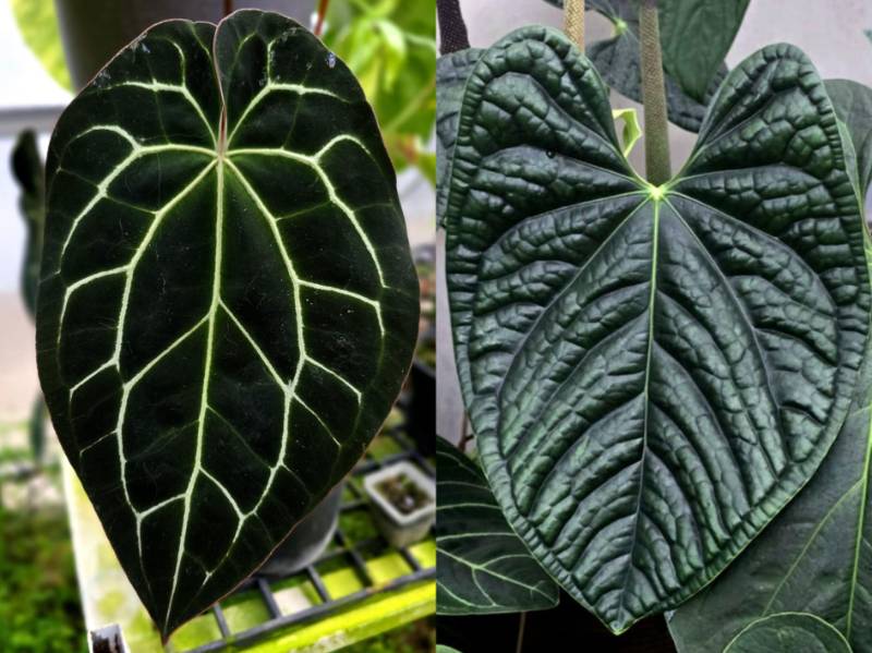 Антуриум S057 (Red magnificum Tz x Zara F4) X Luxurians