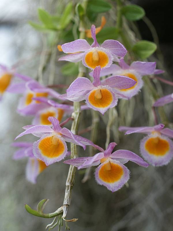 Орхидея FS152 Dendrobium loddigesii