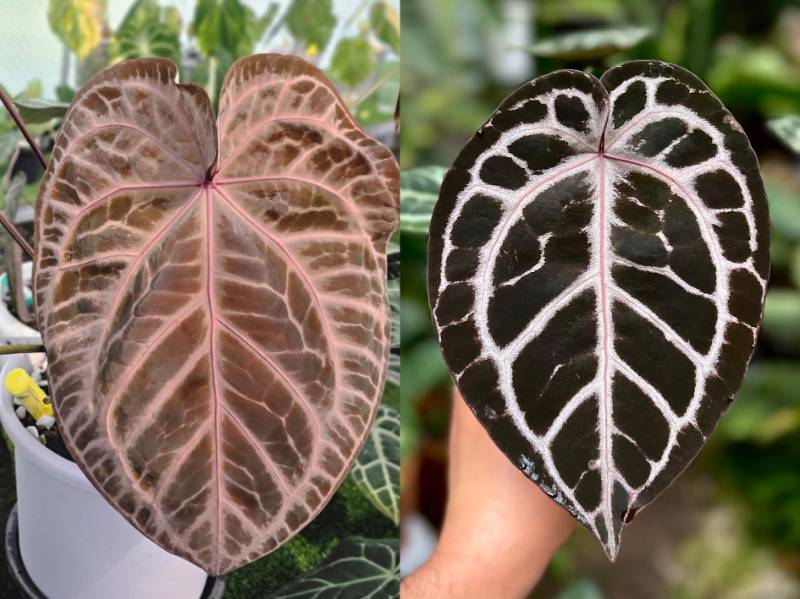 Антуриум G60 Anthurium (Crystallinum select large 53 X Angela 35) X Zara 29x29