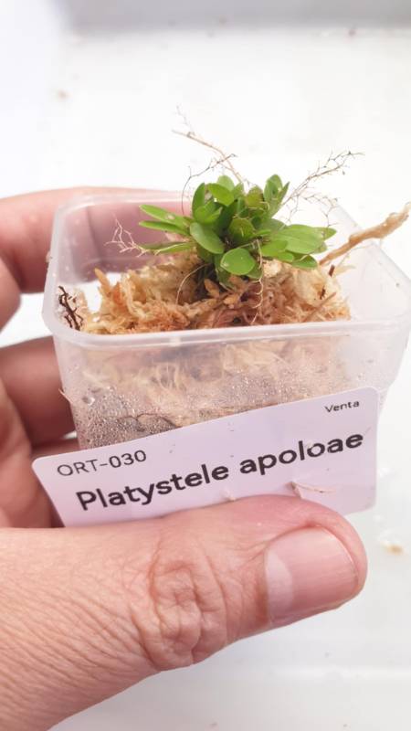 Орхидея K03 Platystele apoloae