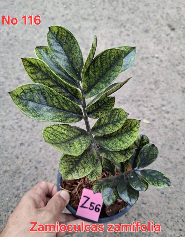 Замиокулькас 116 Zamioculcas zamifolia Z56