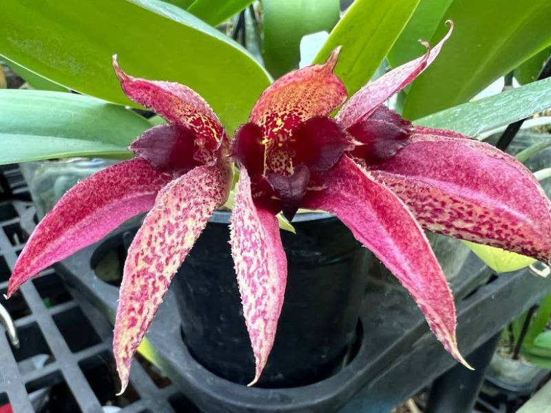Орхидея FS19 Bulbophyllum frostii X Bulbophyllum phalaenopsis