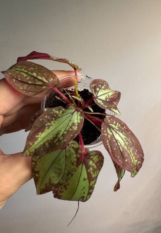 Флорариумное S66 Sonerila sp. Vietnam