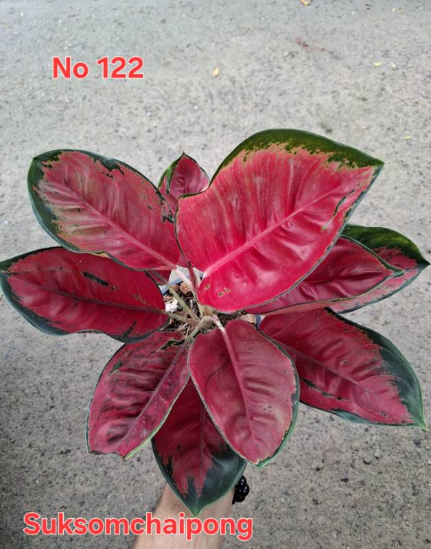 Аглаонема 122 Aglaonema Suksomchaipong