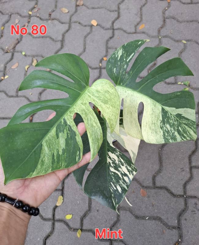 Монстера 80 Monstera Mint