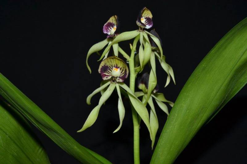 Орхидея FS91 Encyclia cochleata