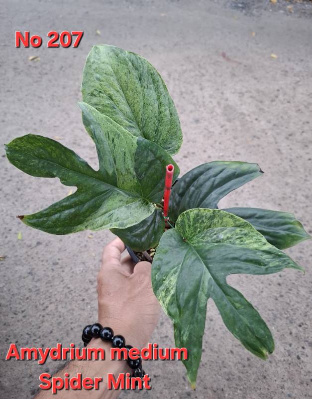 Амидриум 207 Amidrium medium Spider Mint