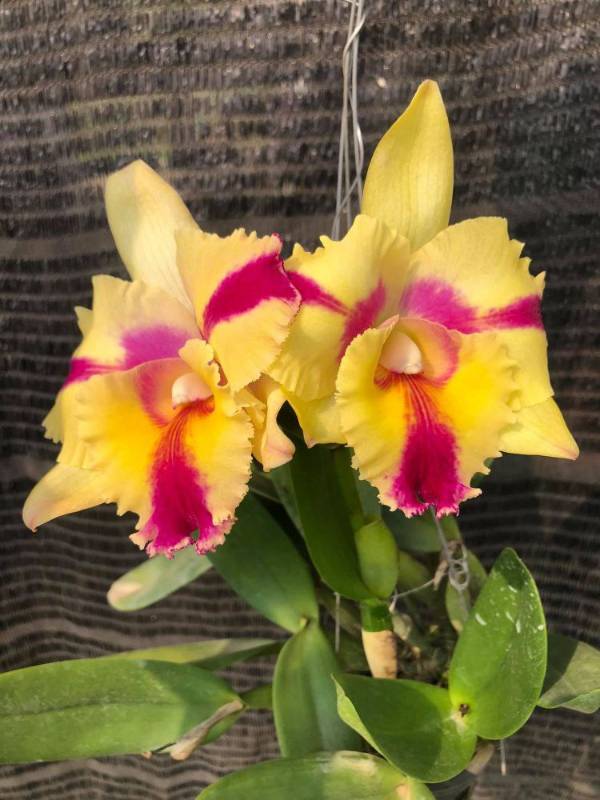 Орхидея FS85 Cattleya Thaksina Candy