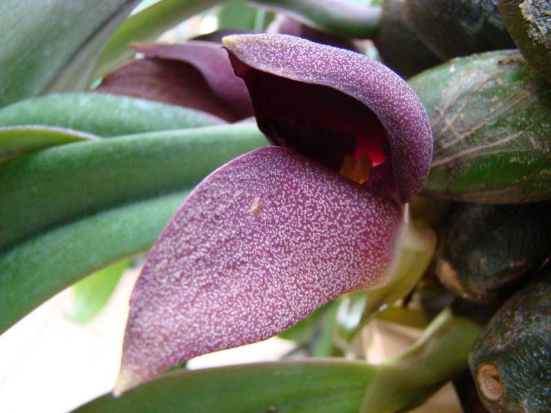 Орхидея FS35 Bulbophyllum orthosepalum